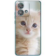 Чехол BoxFace Motorola Edge 40 Neo Animation Kittens