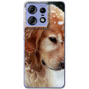 Чехол BoxFace Motorola Edge 50 Pro Golden Retriever