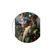 Uprint Popsocket Underwater Koi