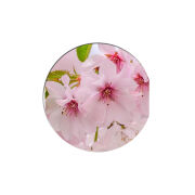 Uprint Popsocket 