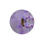 Uprint Popsocket 