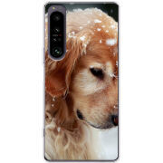 Чохол BoxFace Sony Xperia 1 IV Golden Retriever