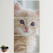 Модульные картины горизонтальные  60 на 40 3шт Animation Kittens