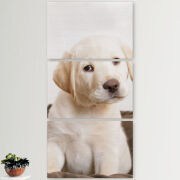 Модульные картины горизонтальные  60 на 40 3шт Puppy Labrador